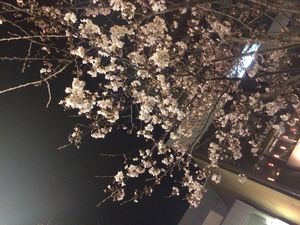 夜桜